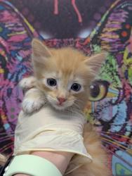 Shelter Stray Male Cat last seen Bexar County, 3353 Morningside Dr, New Braunfels, TX 78132, USA