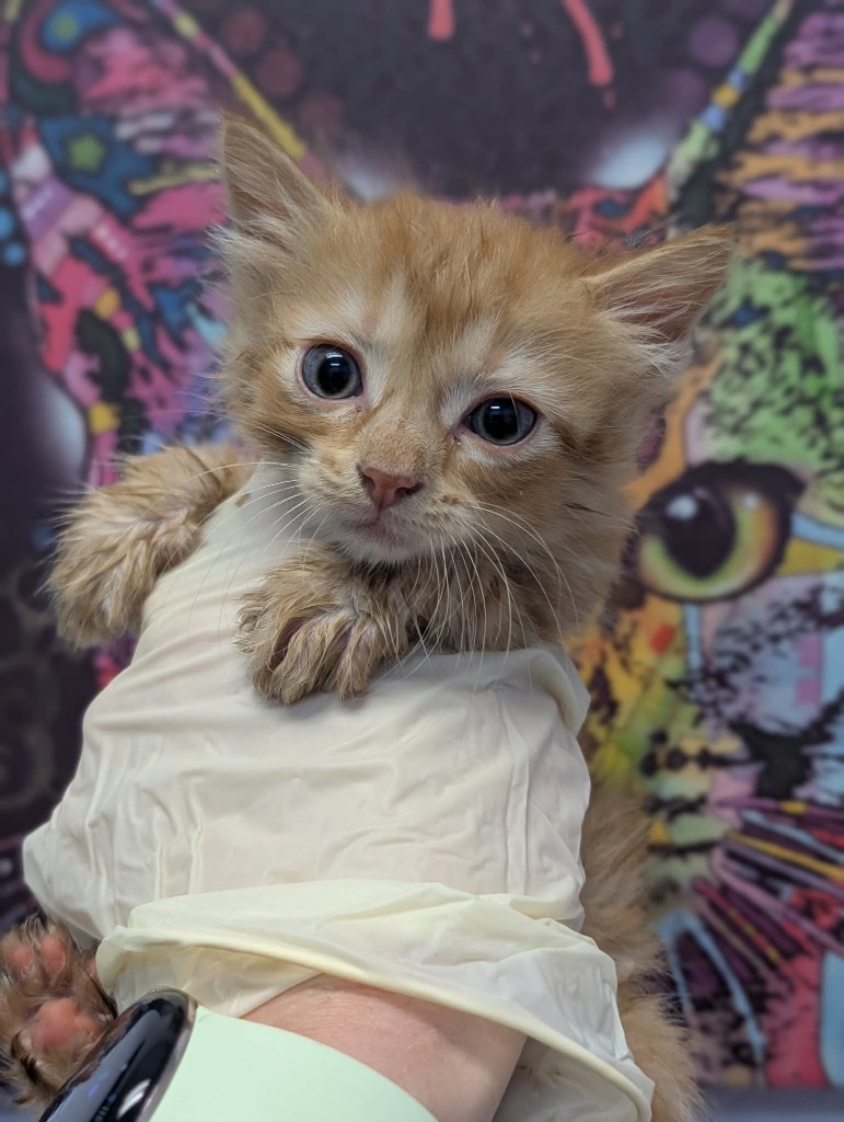 Shelter Stray Female Cat last seen Bexar County, 3353 Morningside Dr, New Braunfels, TX 78132, USA