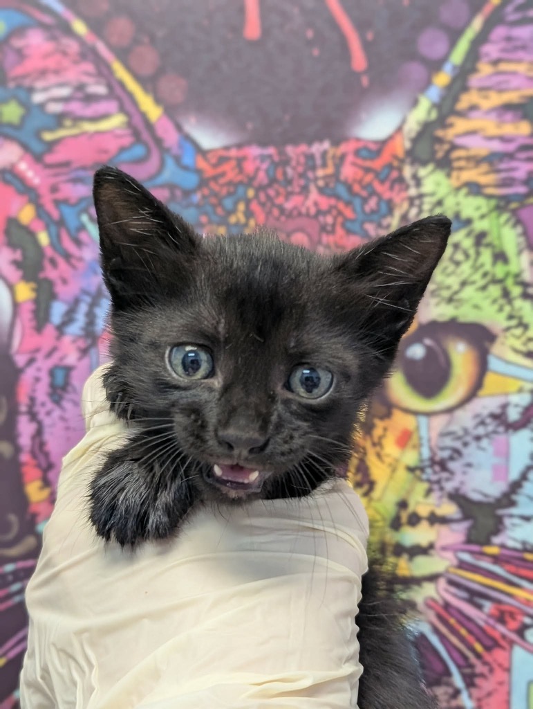 Shelter Stray Female Cat last seen Bexar County, 3353 Morningside Dr, New Braunfels, TX 78132, USA