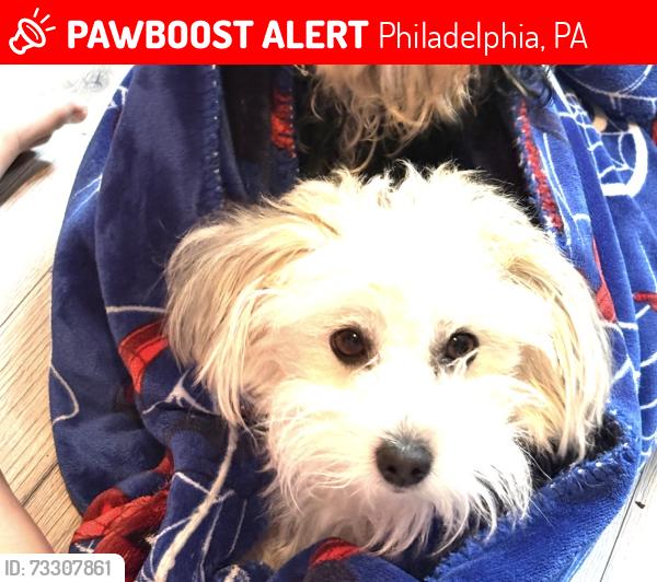 Lost Female Dog last seen 29th dauphin, Philadelphia, PA 19132