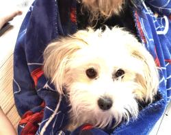 Lost Female Dog last seen 29th dauphin, Philadelphia, PA 19132