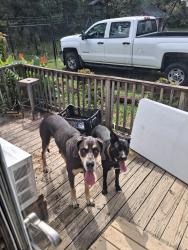 Reunited Male Dog last seen Tabor Road East flt Rock, East Flat Rock, NC 28726