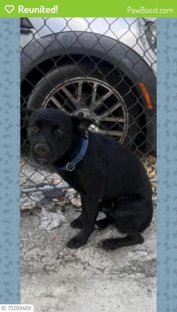 Reunited Male Dog last seen world Tire shop, Hollywood, FL 33020