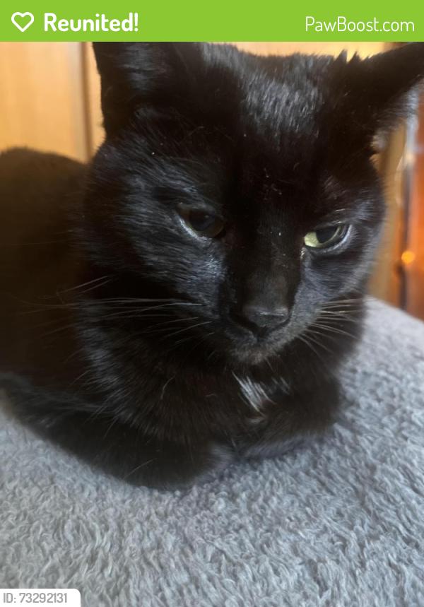 Reunited Female Cat last seen by east high school on the east side of madison, Madison, WI 53704