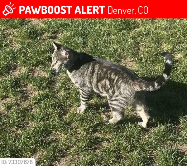 Lost Female Cat last seen Harvard Gulch Park, Denver, CO 80210