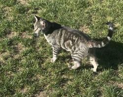 Lost Female Cat last seen Harvard Gulch Park, Denver, CO 80210