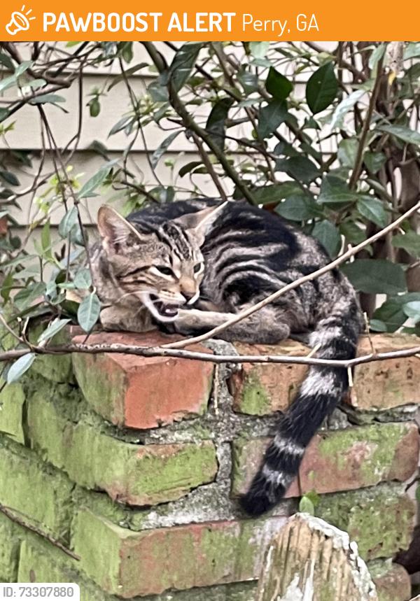 Rehomed Male Cat last seen Hospital, Perry, GA 31069