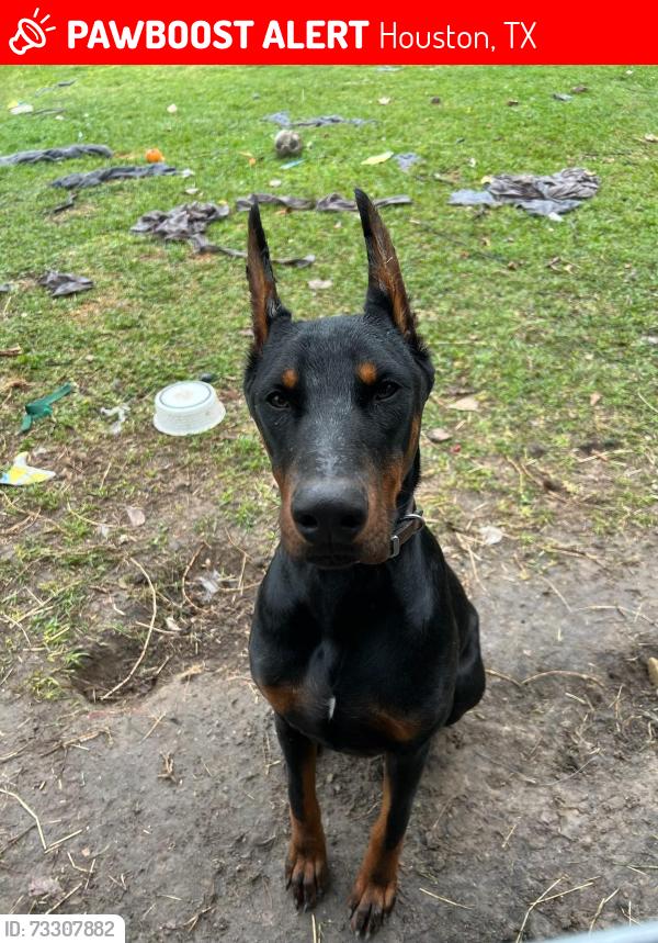 Lost Male Dog last seen Near rockcliff dr, Houston, TX 77037