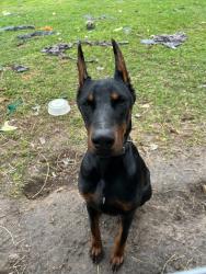 Lost Male Dog last seen Near rockcliff dr, Houston, TX 77037