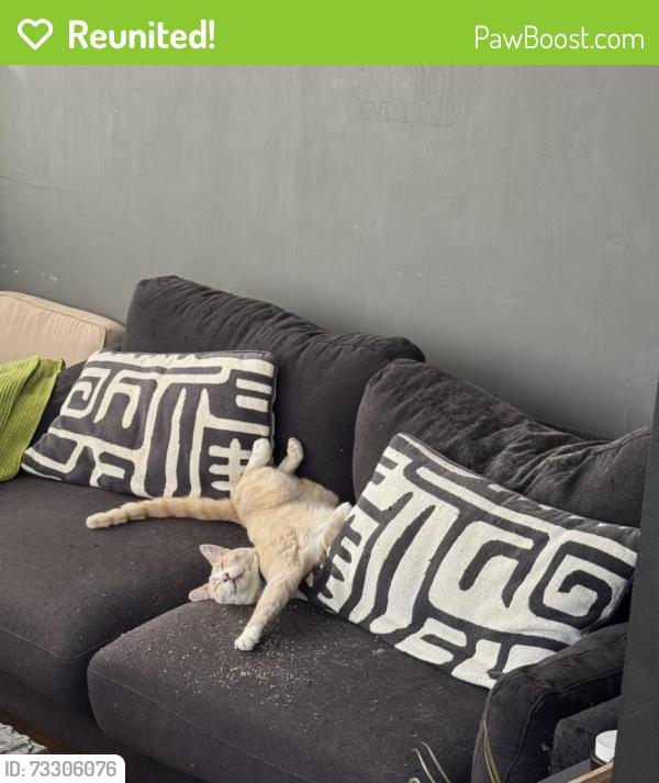 Reunited Male Cat last seen Noe St (19th - 20th, San Francisco, CA 94114