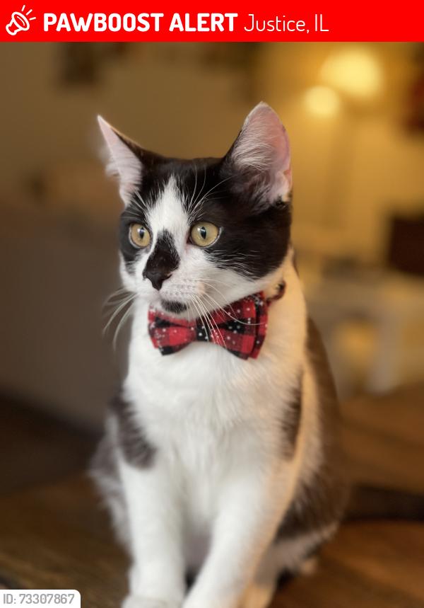 Lost Female Cat last seen Near S 87th Terrace, Justice, IL 60458