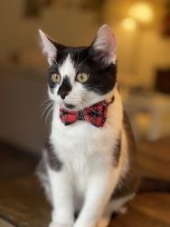 Lost Female Cat last seen Near S 87th Terrace, Justice, IL 60458