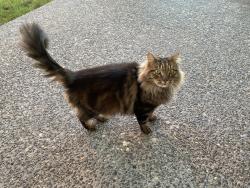 Lost Male Cat last seen Nw 27th Ave & NW 15 St, Battle Ground, WA, Battle Ground, WA 98604