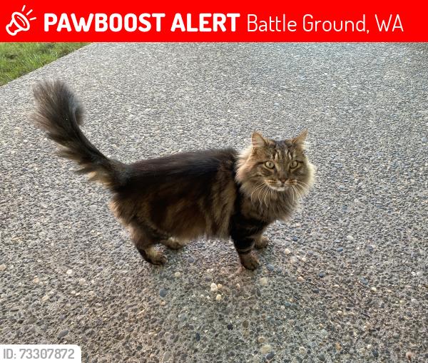 Lost Male Cat last seen Nw 27th Ave & NW 15 St, Battle Ground, WA, Battle Ground, WA 98604