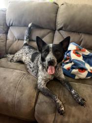 Lost Male Dog last seen Last seen NW LP cookingham drive, Kansas City, MO 64164