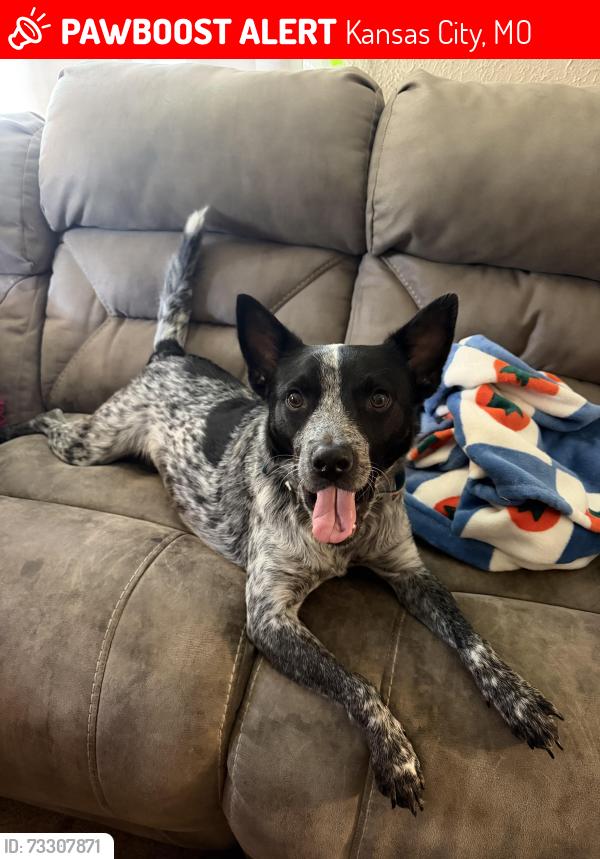 Lost Male Dog last seen Last seen NW LP cookingham drive, Kansas City, MO 64164