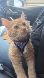 Reunited Male Cat last seen Near S Flower St, Santa Ana, CA 92707, USA, Santa Ana, CA 92707