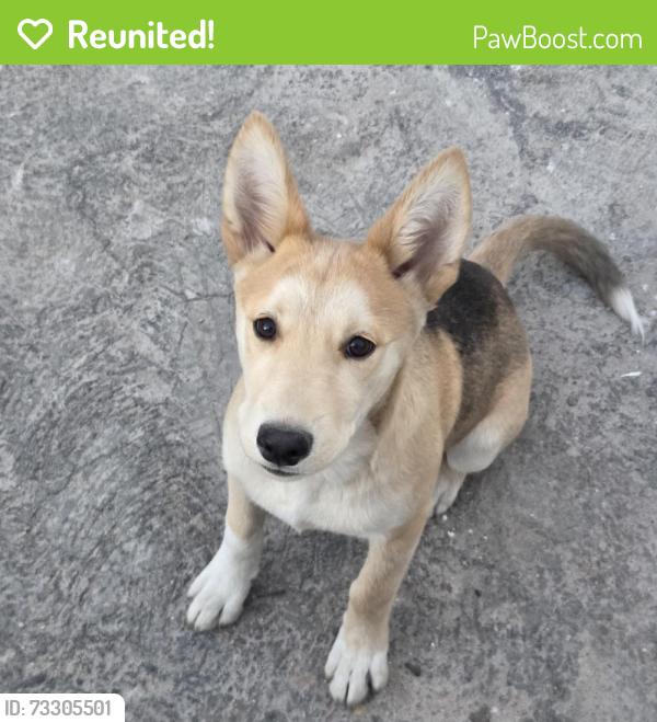 Reunited Male Dog last seen Grijalva Elementary, Tucson, AZ 85746