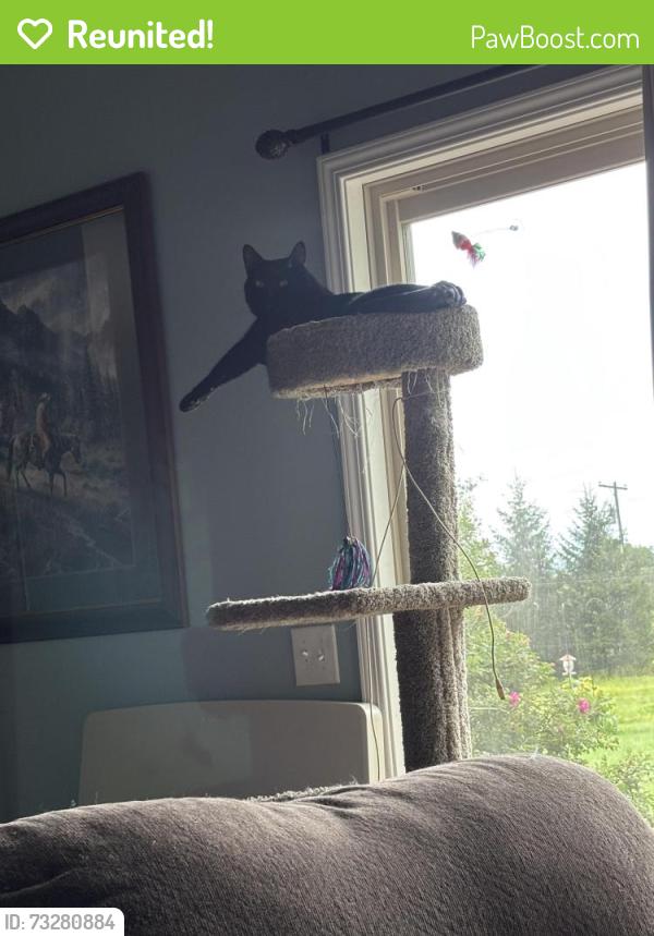 Reunited Male Cat last seen Leach and Lafayette, Salem, MA 01970