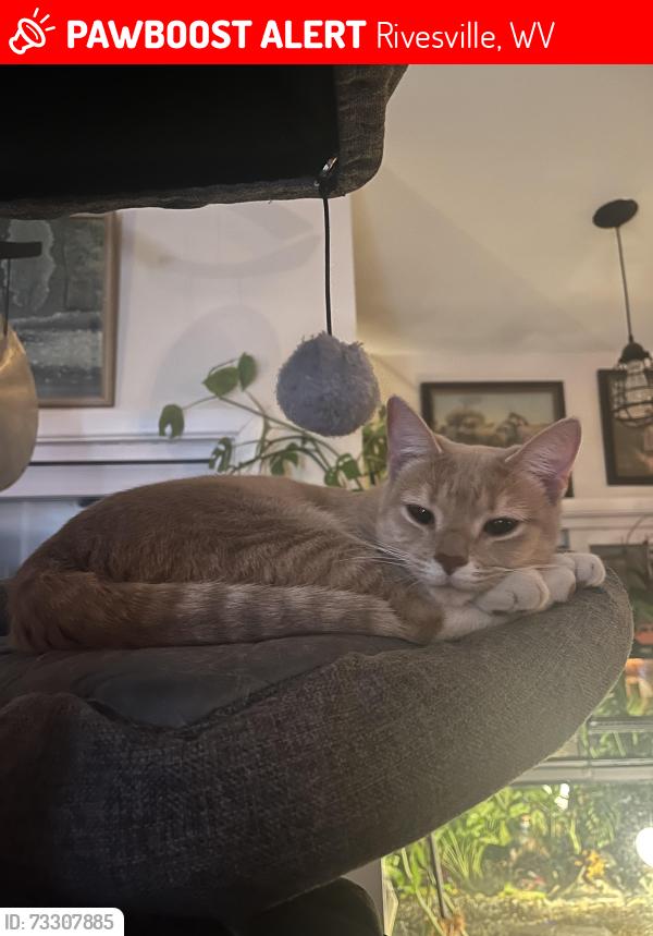 Lost Female Cat last seen Hagans Road, Rivesville, WV 26588