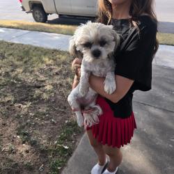 Reunited Female Dog last seen Tennessee beside Midland High School, Midland, TX 79701