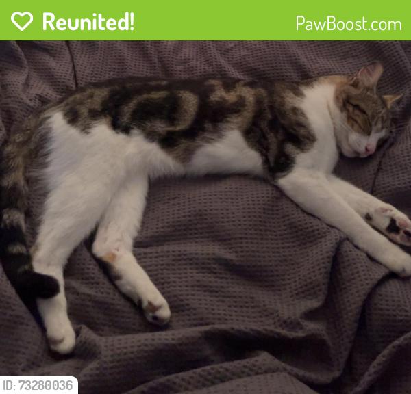 Reunited Male Cat last seen Greenhills Road and Natalie Court Bayswater North, Bayswater North, VIC 3153