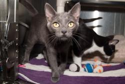 Shelter Stray Female Cat last seen Near BLOCK PICO, 1640 9th St, Santa Monica, CA 90404, USA