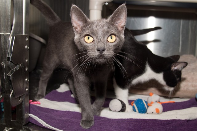 Shelter Stray Female Cat last seen Near BLOCK PICO, 1640 9th St, Santa Monica, CA 90404, USA