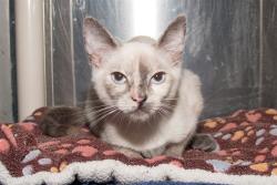 Shelter Stray Female Cat last seen Near BLOCK PICO, 1640 9th St, Santa Monica, CA 90404, USA