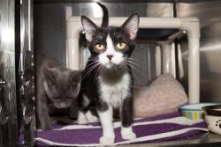 Shelter Stray Female Cat last seen Near BLOCK PICO, 1640 9th St, Santa Monica, CA 90404, USA