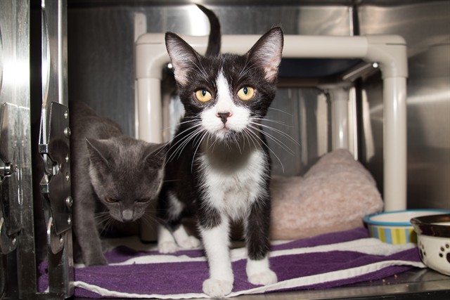 Shelter Stray Female Cat last seen Near BLOCK PICO, 1640 9th St, Santa Monica, CA 90404, USA