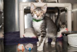 Shelter Stray Male Cat last seen OZONE PARK, 1640 9th St, Santa Monica, CA 90404, USA