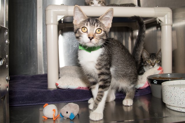 Shelter Stray Male Cat last seen OZONE PARK, 1640 9th St, Santa Monica, CA 90404, USA