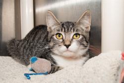 Shelter Stray Male Cat last seen OZONE PARK, 1640 9th St, Santa Monica, CA 90404, USA
