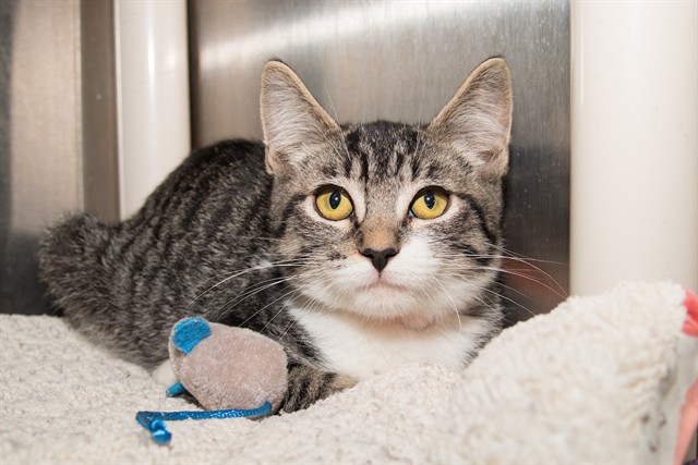Shelter Stray Male Cat last seen OZONE PARK, 1640 9th St, Santa Monica, CA 90404, USA