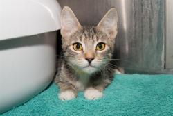 Shelter Stray Male Cat last seen OZONE PARK, 1640 9th St, Santa Monica, CA 90404, USA