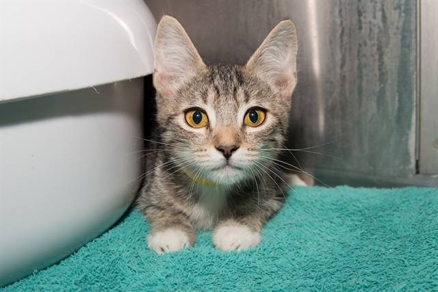 Shelter Stray Male Cat last seen OZONE PARK, 1640 9th St, Santa Monica, CA 90404, USA