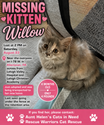 Reunited Female Cat last seen Near underpass on S Cedar Crest Blvd (near hosp), Allentown, PA 18103