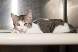 Shelter Stray Male Cat last seen OZONE PARK, 1640 9th St, Santa Monica, CA 90404, USA