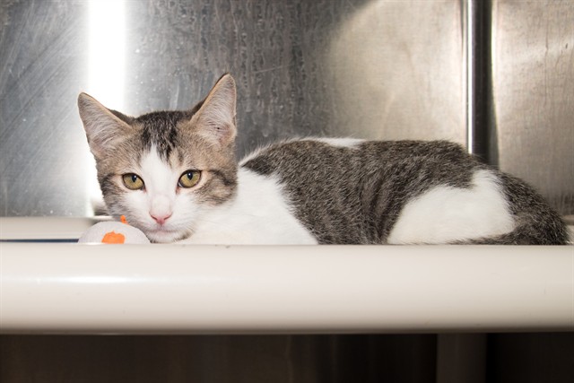 Shelter Stray Male Cat last seen OZONE PARK, 1640 9th St, Santa Monica, CA 90404, USA