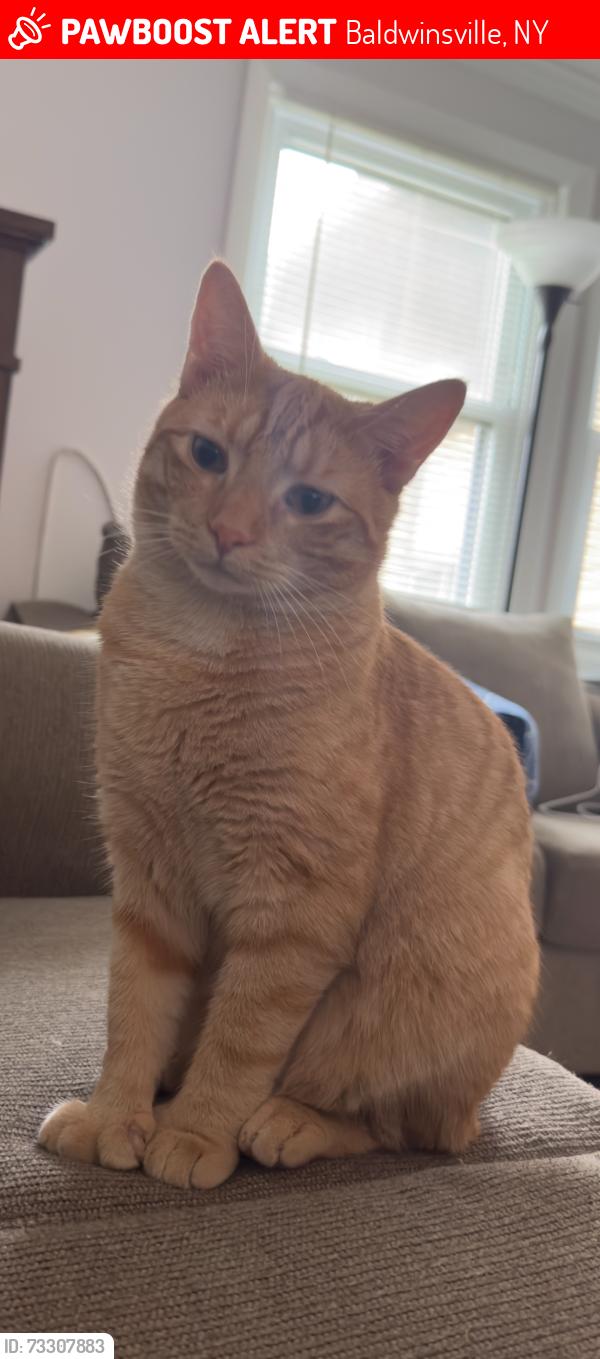 Lost Male Cat last seen Daywood drive, Clarewood drive, Cedarwood drive, idelwood blvd,, Baldwinsville, NY 13027