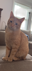Lost Male Cat last seen Daywood drive, Clarewood drive, Cedarwood drive, idelwood blvd,, Baldwinsville, NY 13027
