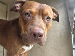Shelter Stray Male Dog last seen Near BLOCK S ROCKWELL AVE, OKLAHOMA CITY OK 73128, 2811 SE 29th St, Oklahoma City, OK 73129, USA