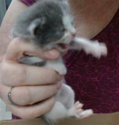 Shelter Stray Unknown Cat last seen Near BLOCK AZALEA AVE, 2811 SE 29th St, Oklahoma City, OK 73129, USA
