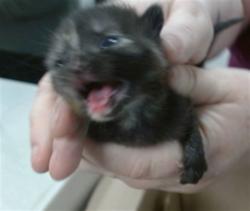 Shelter Stray Unknown Cat last seen Near BLOCK AZALEA AVE, 2811 SE 29th St, Oklahoma City, OK 73129, USA