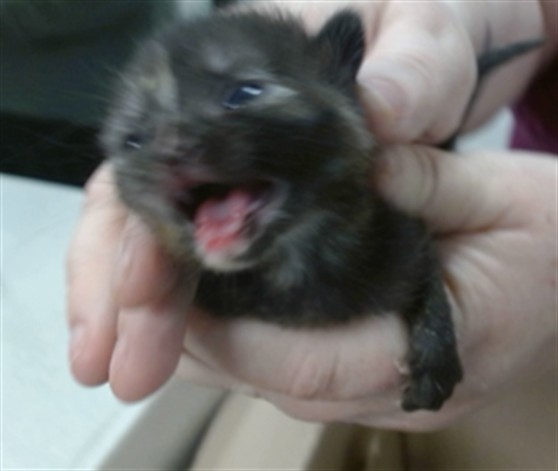 Shelter Stray Unknown Cat last seen Near BLOCK AZALEA AVE, 2811 SE 29th St, Oklahoma City, OK 73129, USA
