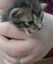 Shelter Stray Unknown Cat last seen Near BLOCK AZALEA AVE, 2811 SE 29th St, Oklahoma City, OK 73129, USA