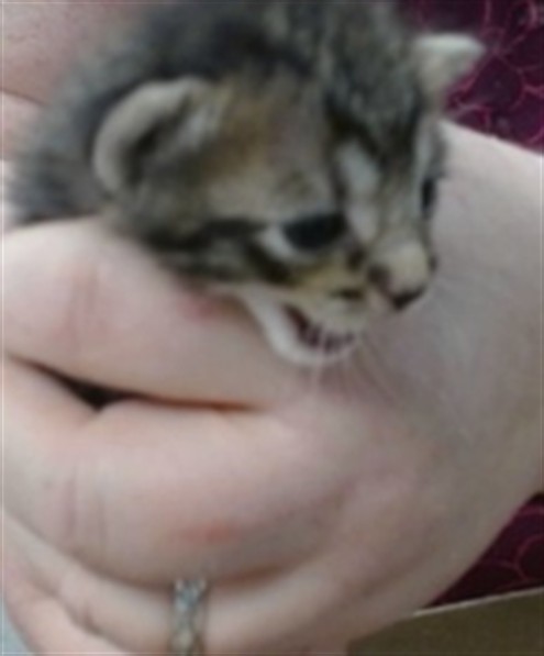 Shelter Stray Unknown Cat last seen Near BLOCK AZALEA AVE, 2811 SE 29th St, Oklahoma City, OK 73129, USA