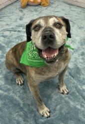 Shelter Stray Male Dog last seen Near BLOCK TIREMAN ST, DETROIT MI 48239, 7401 Chrysler Dr, Detroit, MI 48211, USA