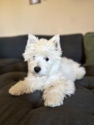 Reunited Female Dog last seen Muirfield, Temecula, CA 92592